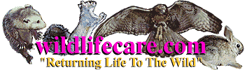 Wildlifecare.com - Returning Life to the Wild