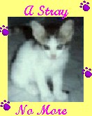 Join "A Stray No More" Webring